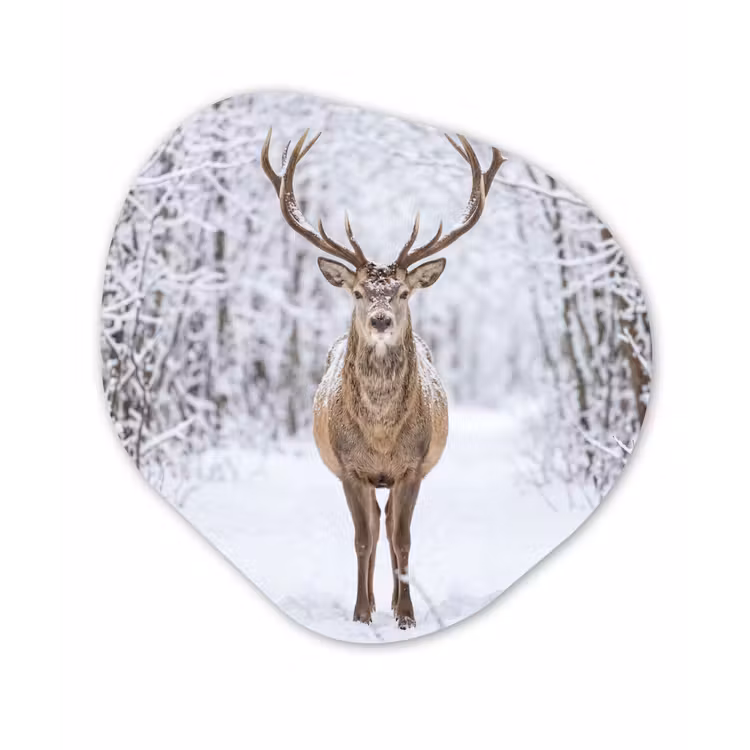 Organisch schilderij - Forex - Hert - Winter - Bos - Natuur - Wit — 1