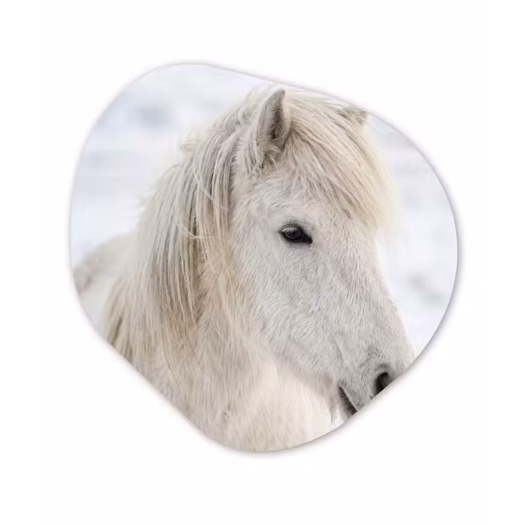 Organisch schilderij - Forex - Paard - Kop - Winter - Dieren - Wit — 1