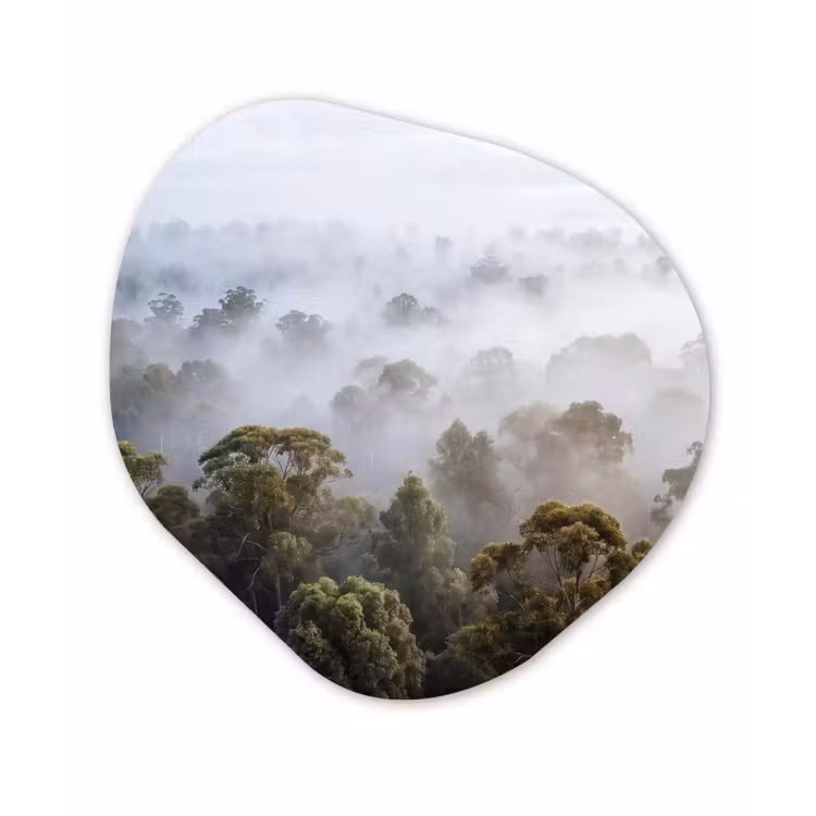 Organisch schilderij - Forex - Natuur - Mist - Bos - Ochtend - Goud — 1