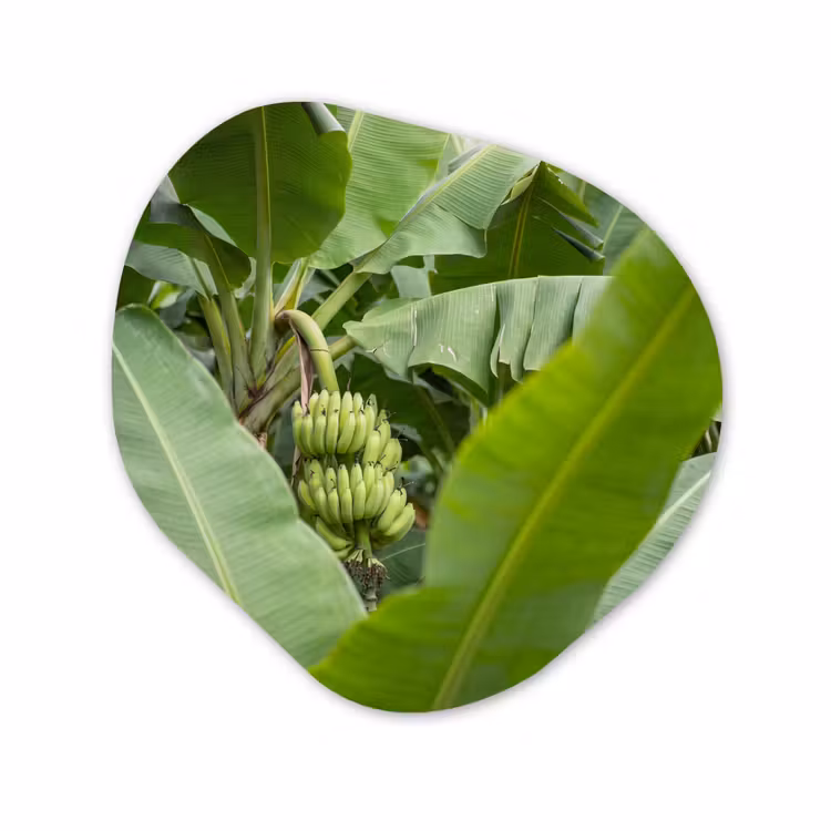 Organisch schilderij - Forex - Eten - Bananen - Plantage - Groen — 1