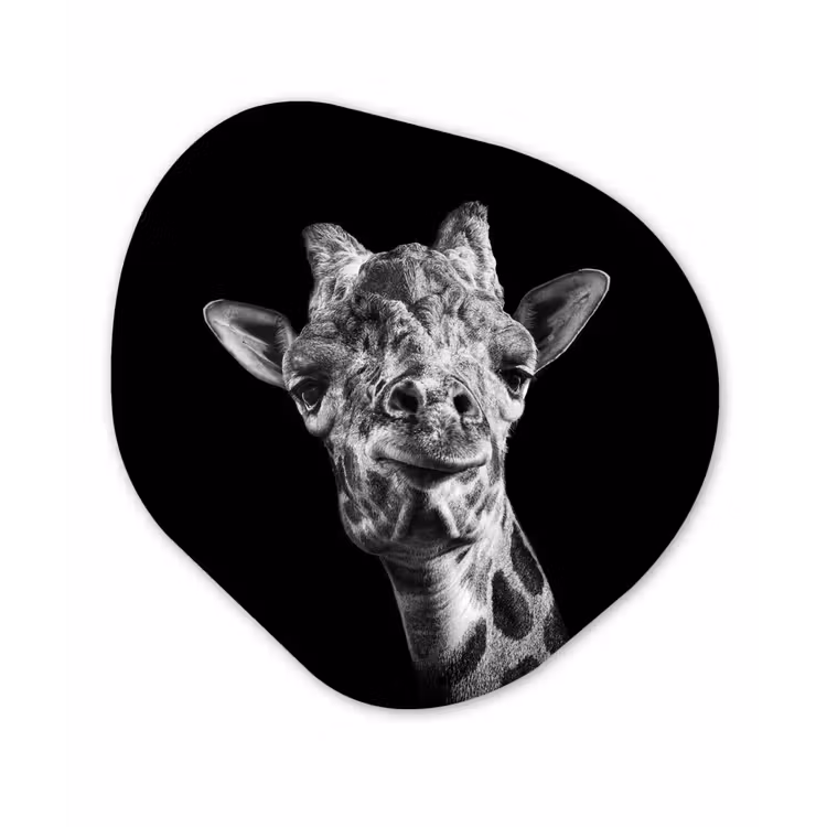 Organisch schilderij - Forex - Giraffe - Dier - Zwart - Wit — 1