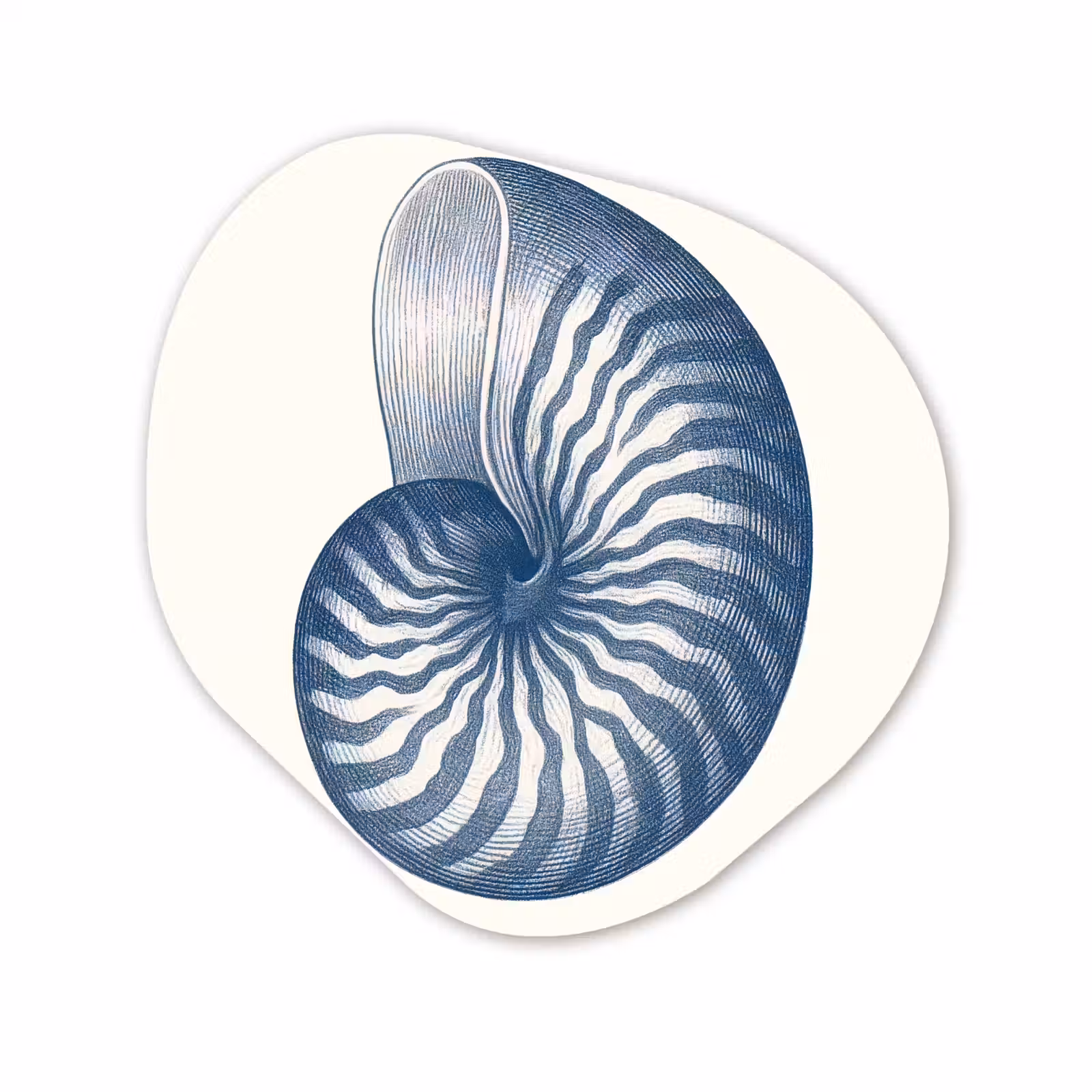 Organisch schilderij - Forex - Blauw - Schelp - Spiraal — 1