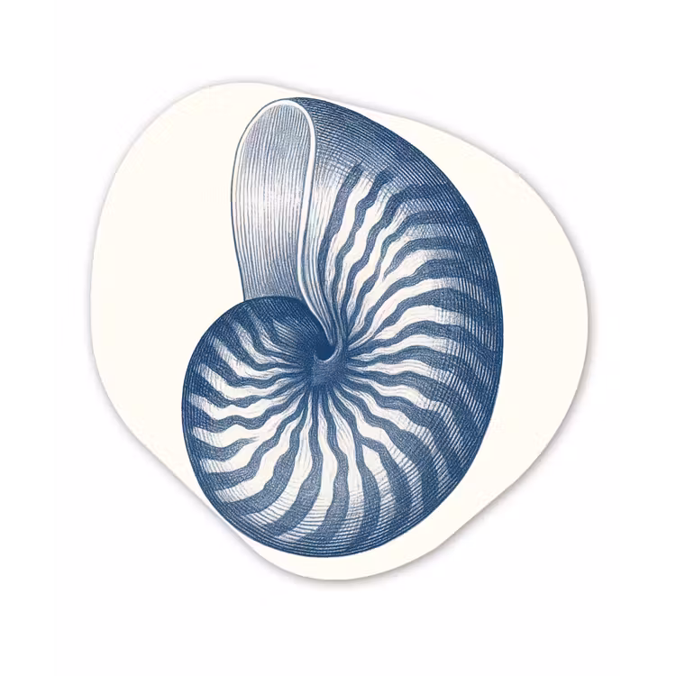 Organisch schilderij - Forex - Blauw - Schelp - Spiraal — 1