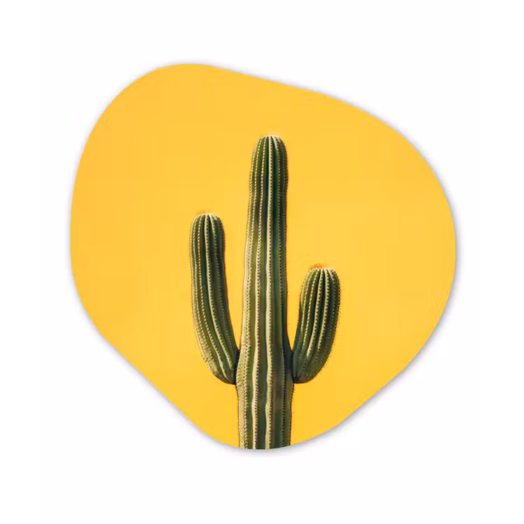 Organisch schilderij - Forex - Cactus - Groen - Minimalistisch — 1