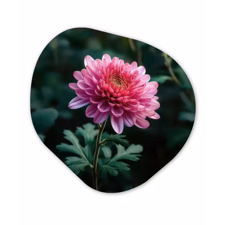 Organisch schilderij - Forex - Blad - Chrysant - Roze - Schaduw — 1