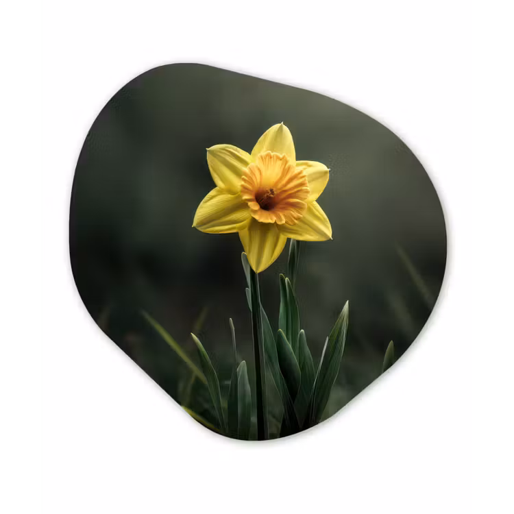 Organisch schilderij - Forex - Bloem - Narcis - Gras - Geel — 1