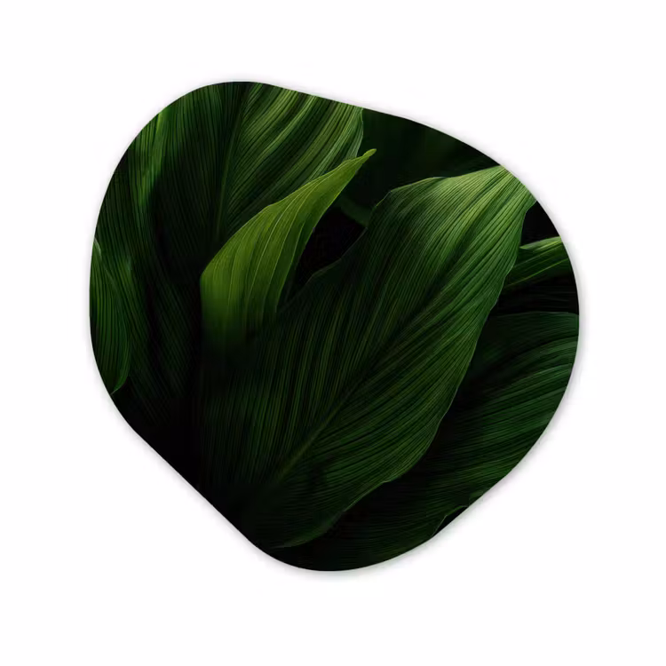 Organisch schilderij - Glas - Bladeren - Schaduw - Groen - Textuur — 1