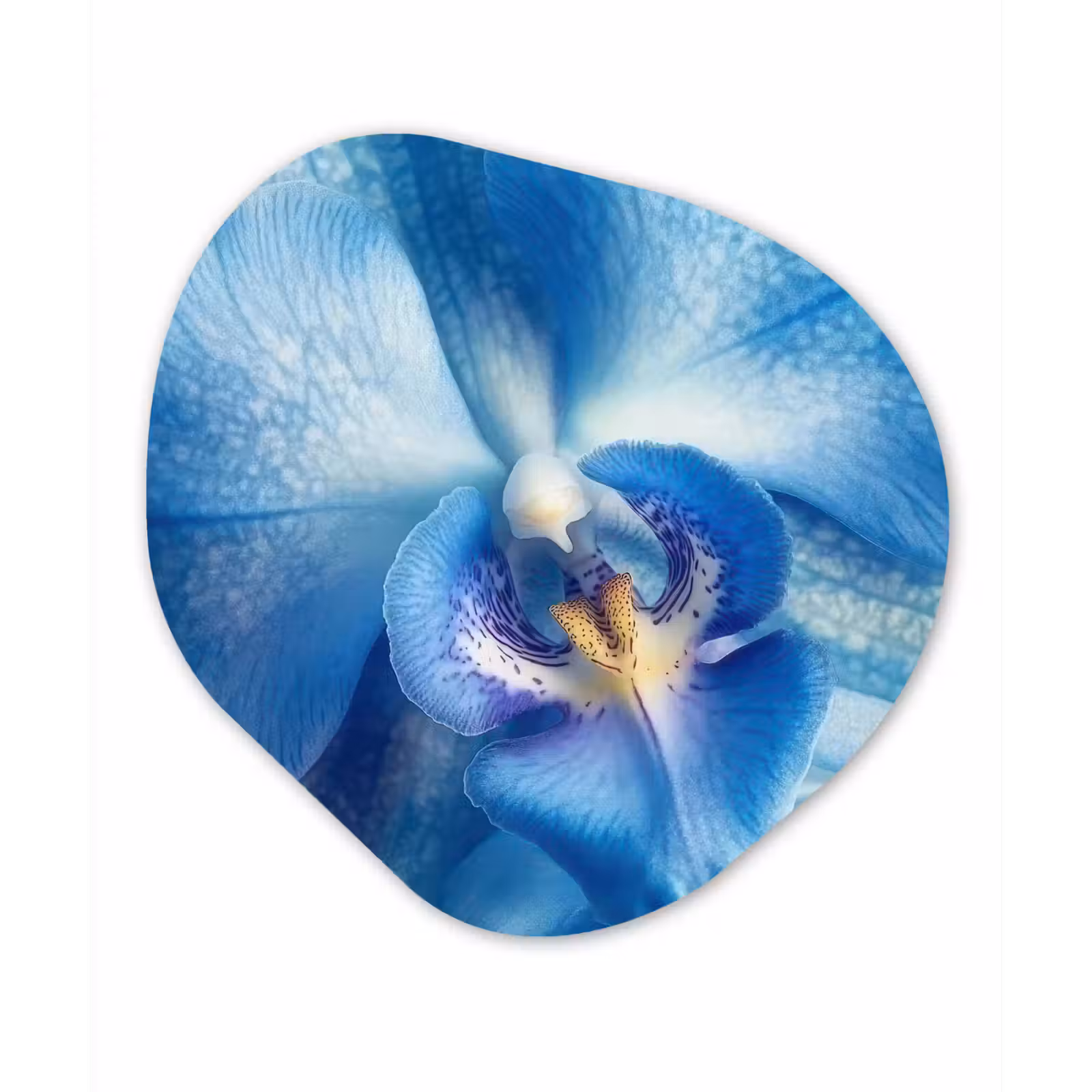 Organisch schilderij - Forex - Blauw - Orchidee - Elegeant — 1