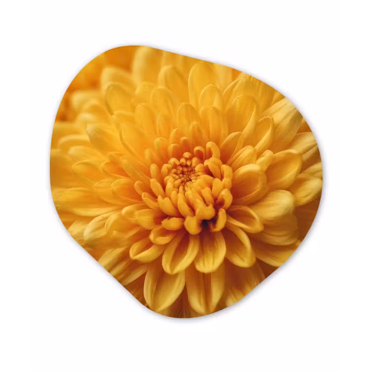 Organisch schilderij - Forex - Geel - Chrysant - Zachtheid — 1