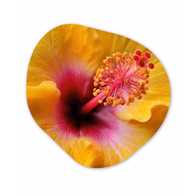 Organisch schilderij - Forex - Geel - Hibiscus - Tropisch — 1