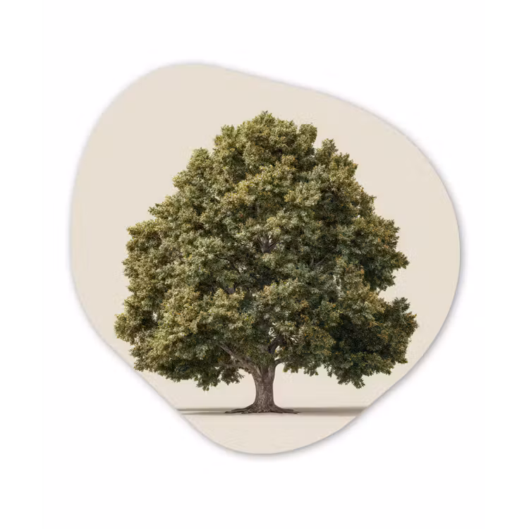 Organisch schilderij - Forex - Eikenboom - Groen - Lichte achtergrond — 1