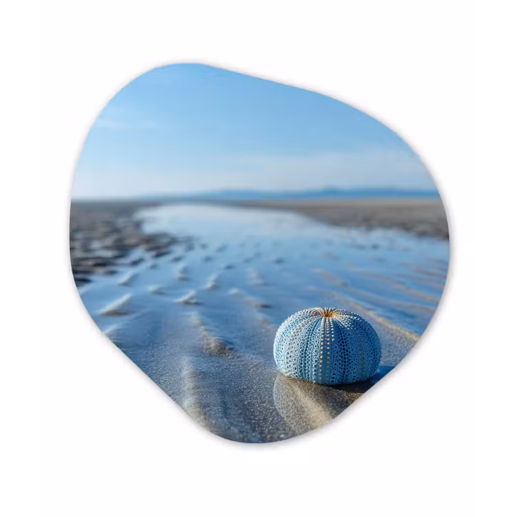 Organisch schilderij - Forex - Strand - Schild - Water - Blauw — 1