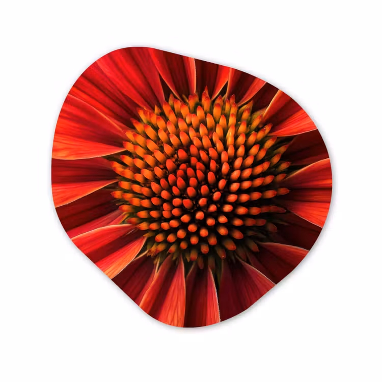 Organische vorm aluminium - Close up - Bloem- Rood — 1
