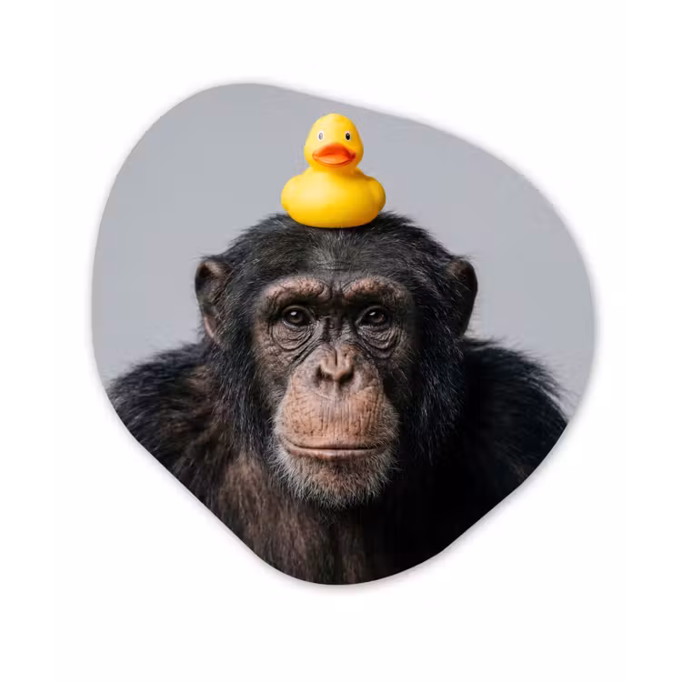 Organische vorm aluminium - Chimpansee - Badeend - Grijs — 1