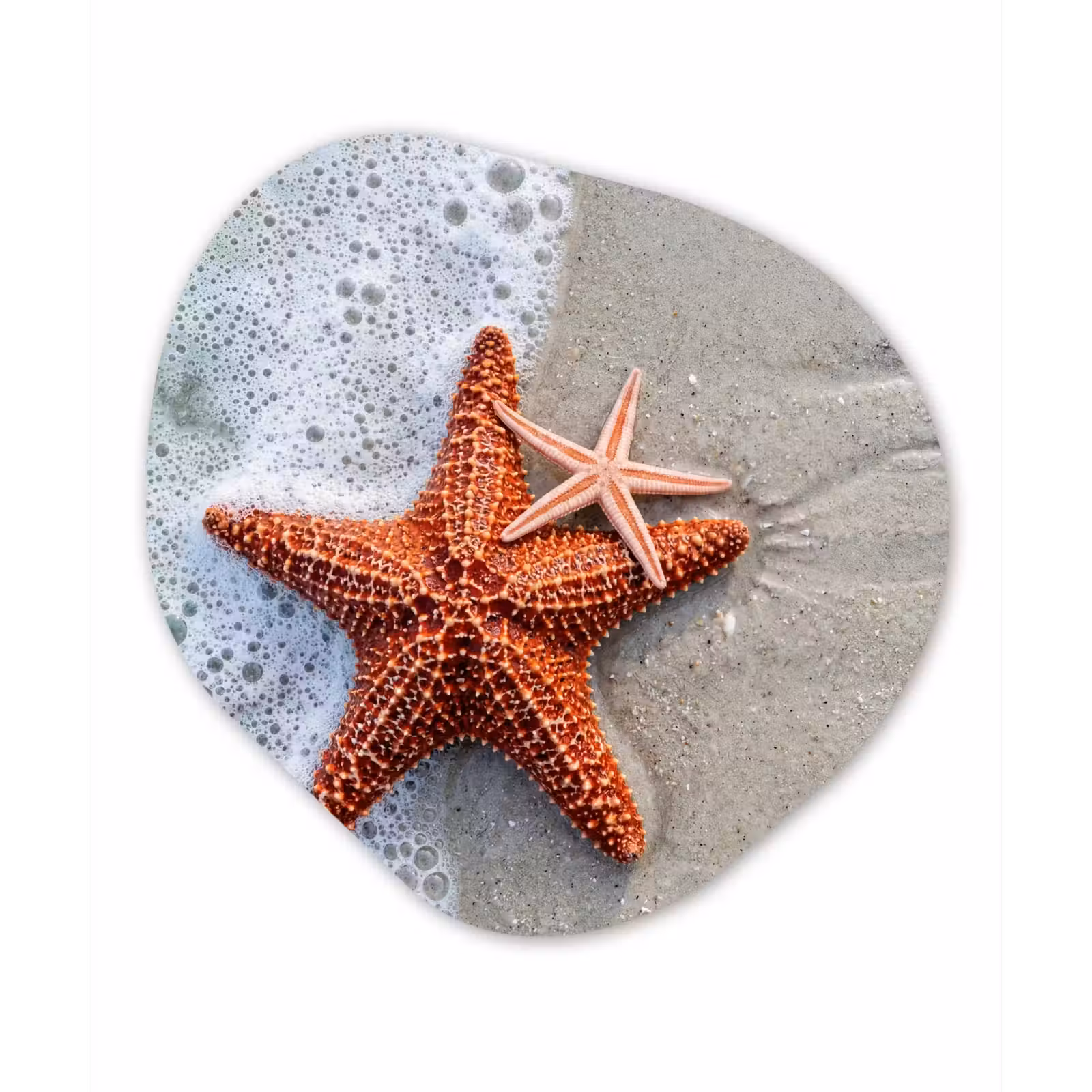 Organisch schilderij - Forex - Zeester - Strand - Zee — 1