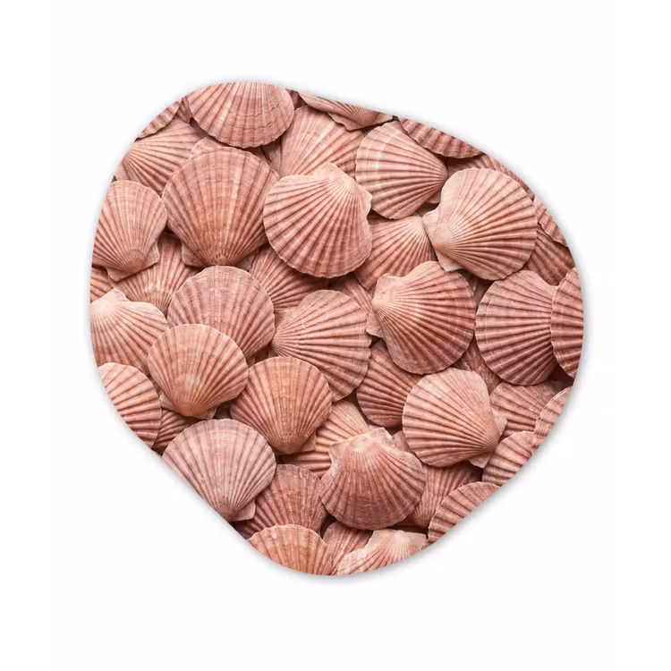 Organisch schilderij - Forex - Schelpen - Patroon - Roze — 1