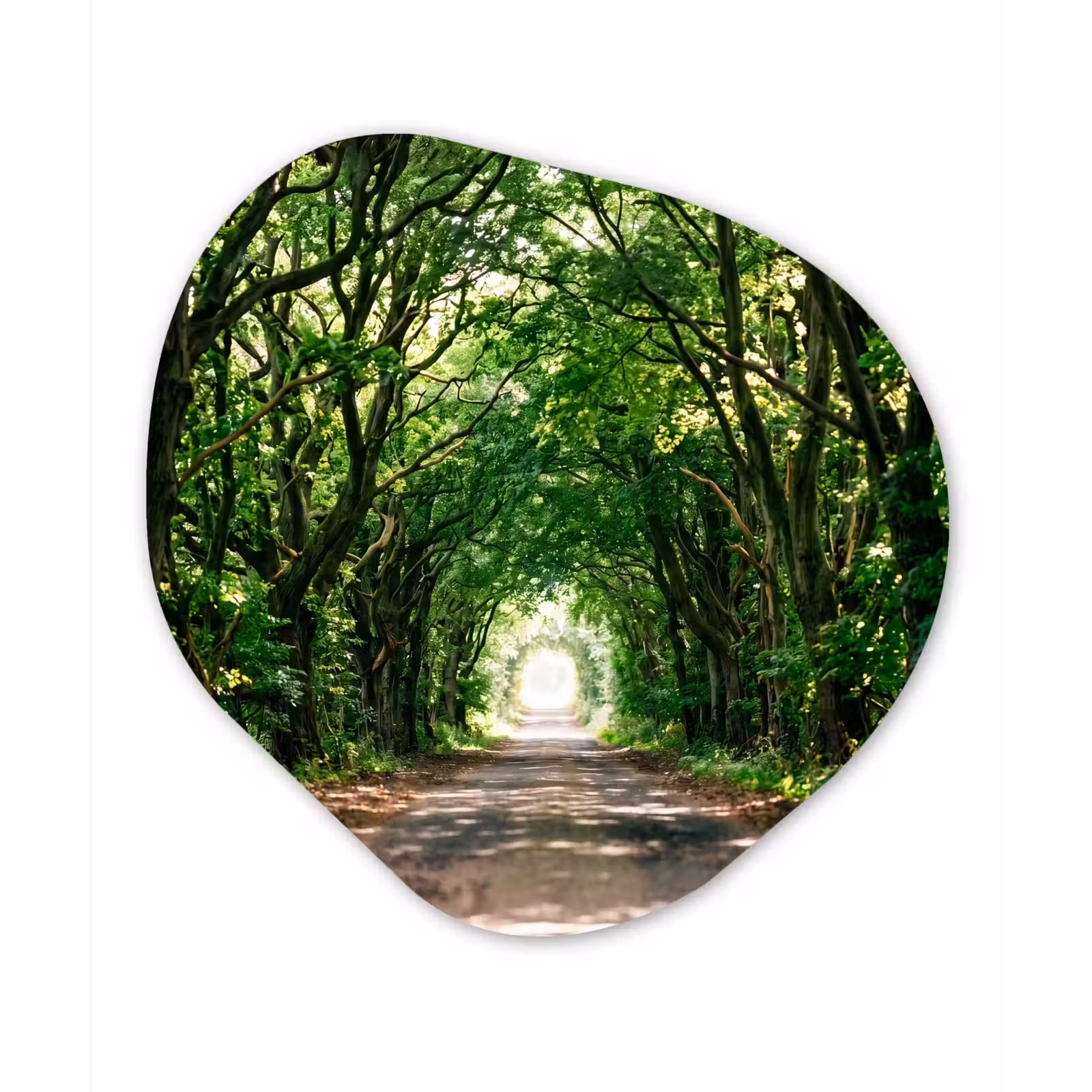 Organisch schilderij - Forex - Weg - Bomen - Natuur - Groen — 1