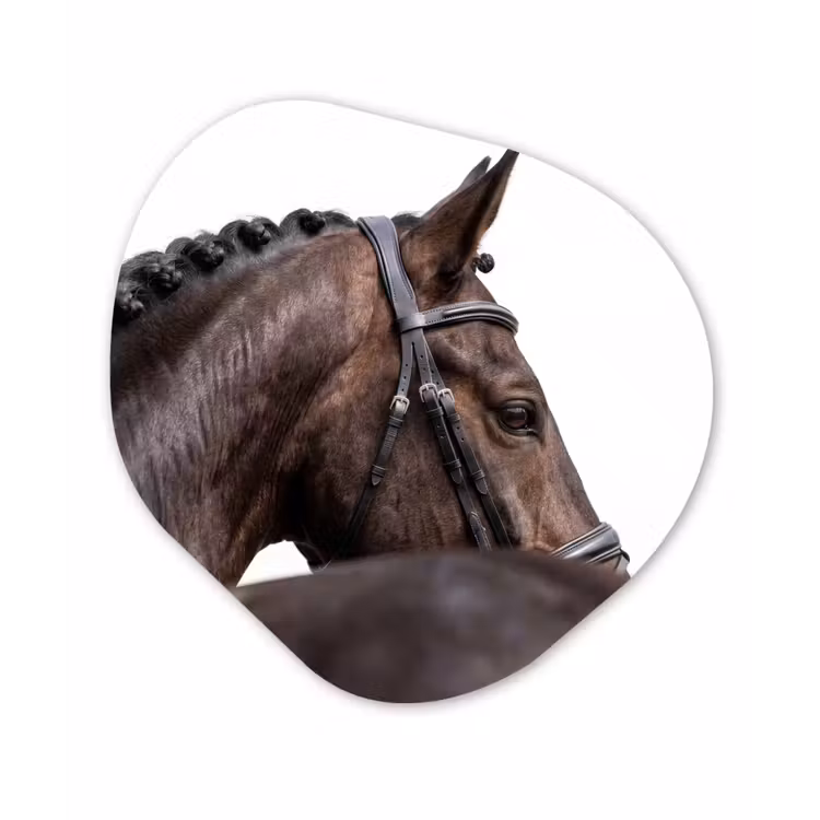 Organisch schilderij - Forex - Portret - Paard - Elegant — 1