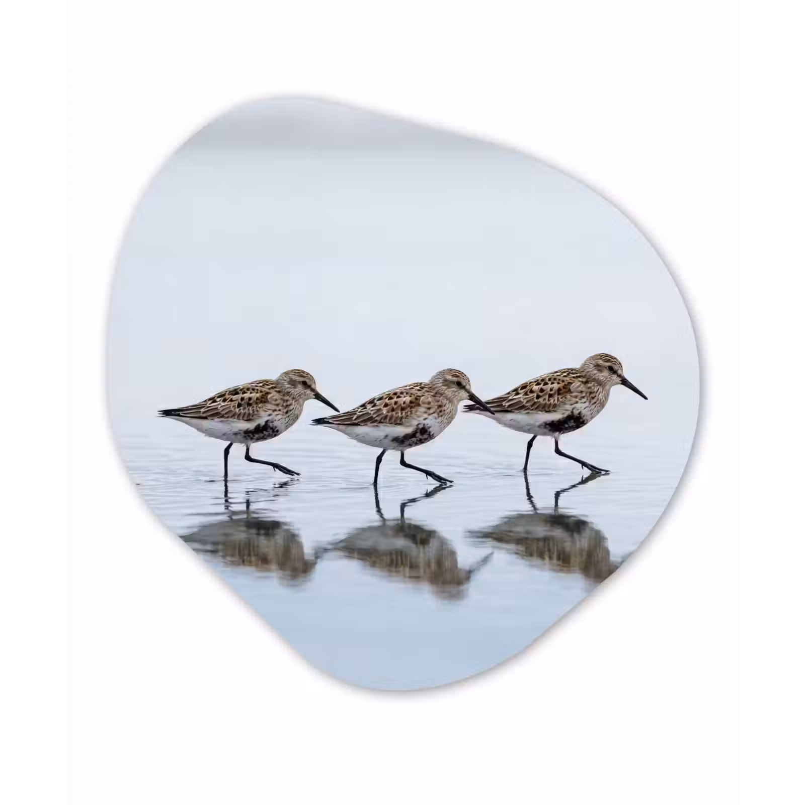 Organisch schilderij - Forex - Vogels - Water - Grijs — 1