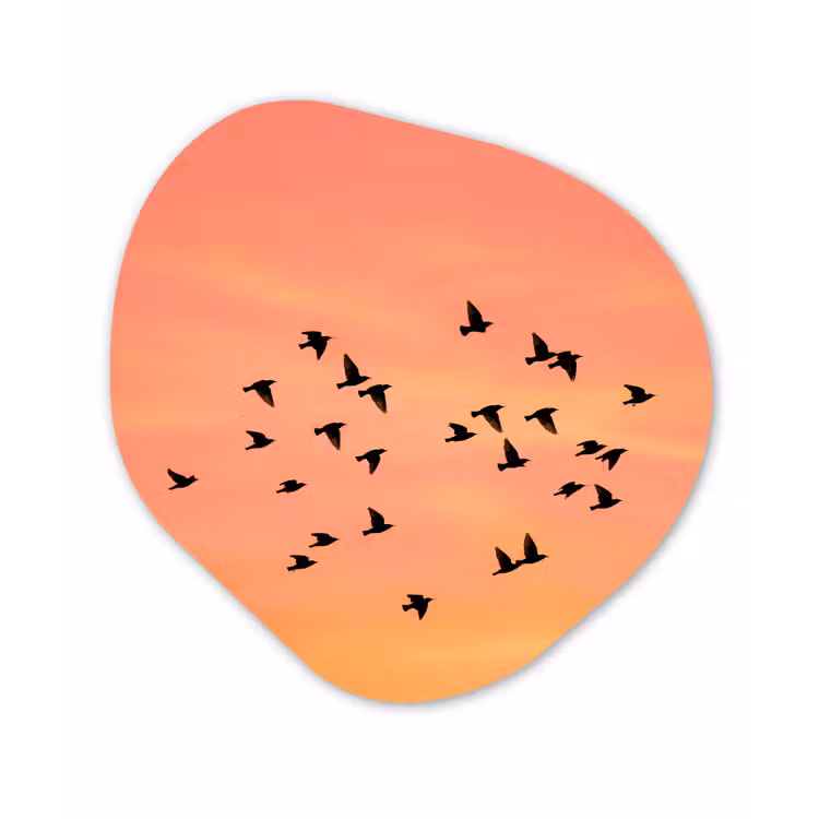 Organisch schilderij - Forex - Zwerm - Vogels - Oranje — 1