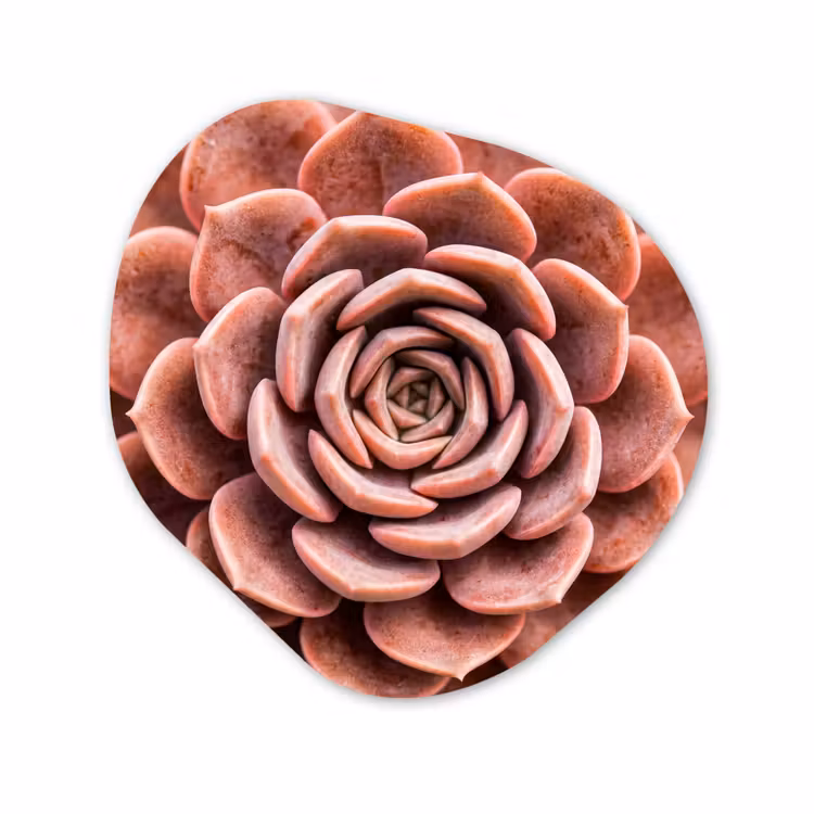 Organisch schilderij - Forex - Vetplant - Organisch - Roze — 1