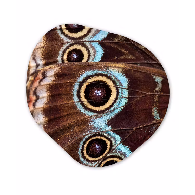 Organisch schilderij - Forex - Vleugels - Vlinder - Blauw — 1
