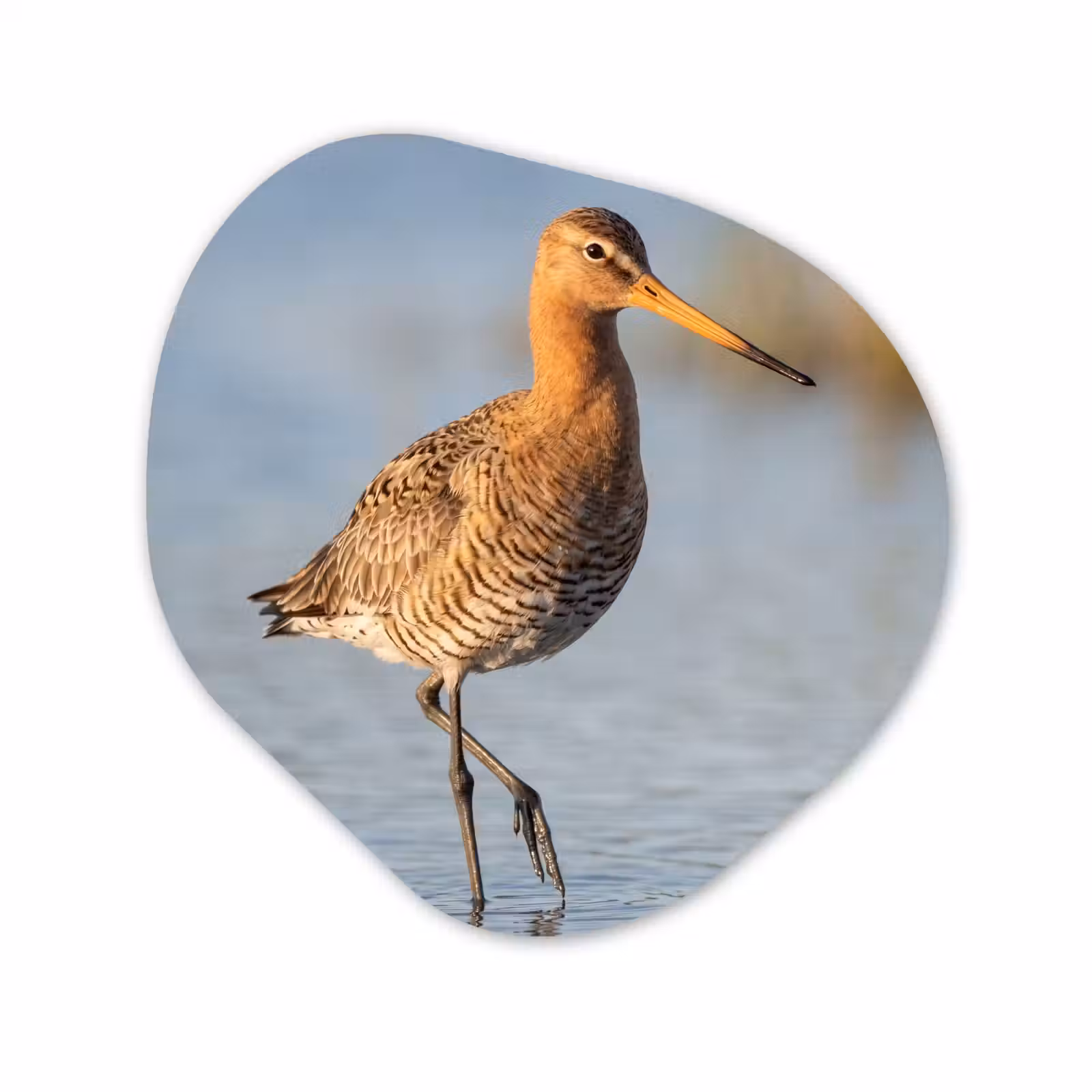 Organisch schilderij - Forex - Vogel - Steltloper - Water - Natuur — 1