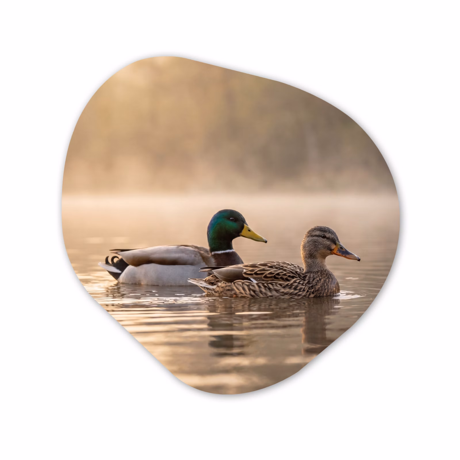 Organische vorm aluminium - Eenden - Water - Mist - Natuur — 1
