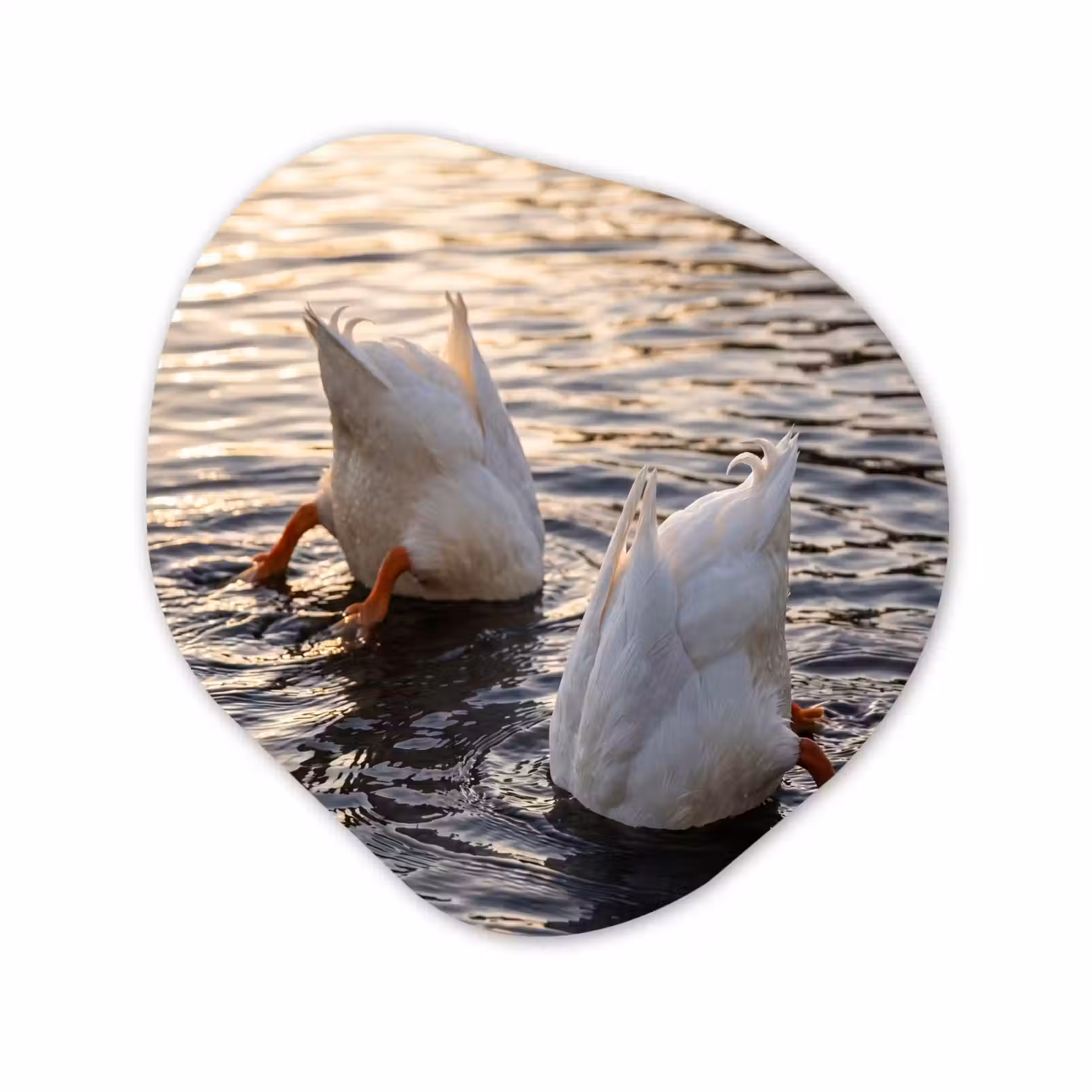 Organische vorm aluminium - Eenden - Water - Natuur — 1