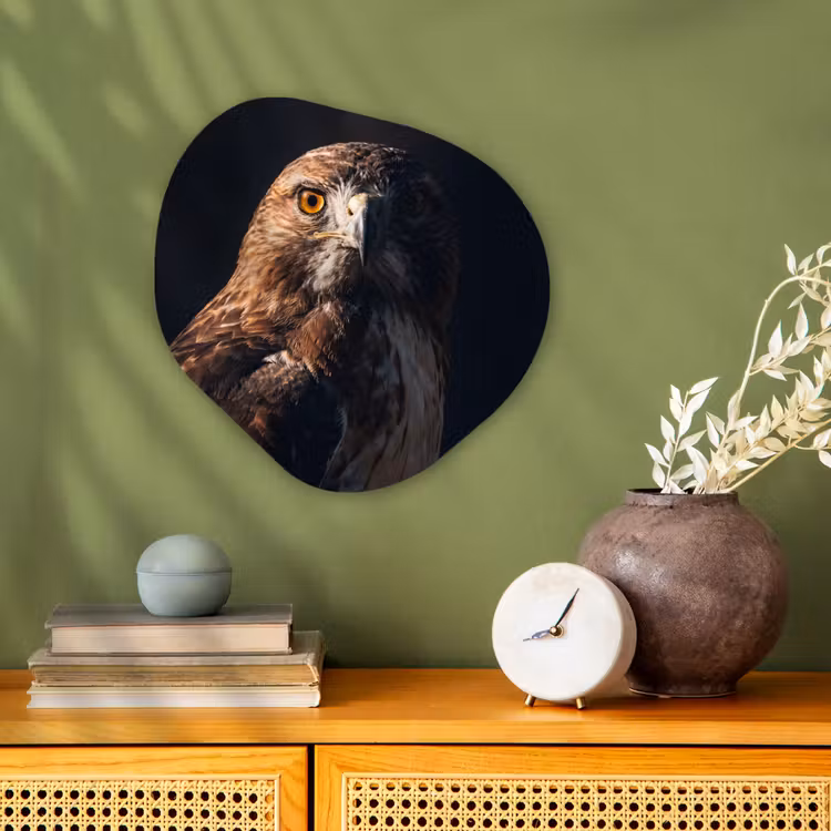Organisch schilderij - Forex - Roofvogel - Buizerd - Bruin — 2