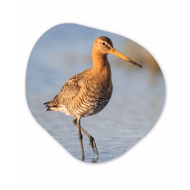 Organisch schilderij - Forex - Vogel - Steltloper - Water - Natuur — 1