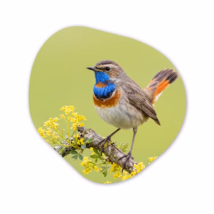 Organisch schilderij - Forex - Vogel - Tak - Natuur - Kleurrijk — 1