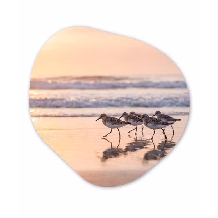 Organisch schilderij - Forex - Zee - Vogels - Strand — 1