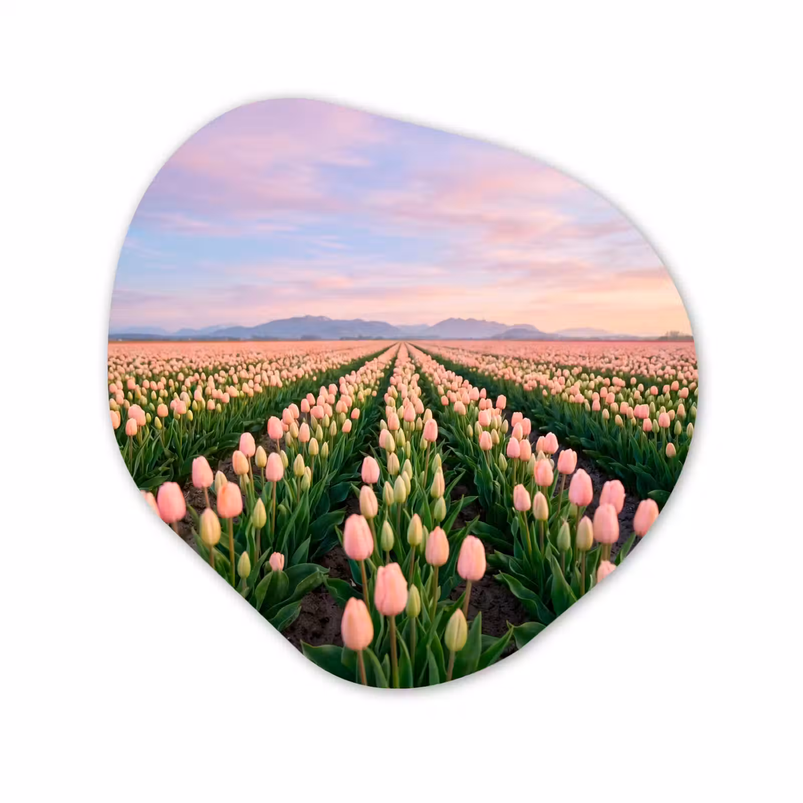 Organisch schilderij - Forex - Tulpen - Landschap - Roze — 1