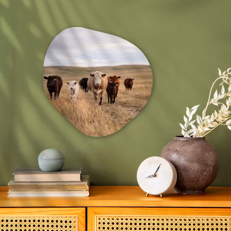 Organisch schilderij - Forex - Runderen - Kudde - Landschap - Weide - Rustig — 2