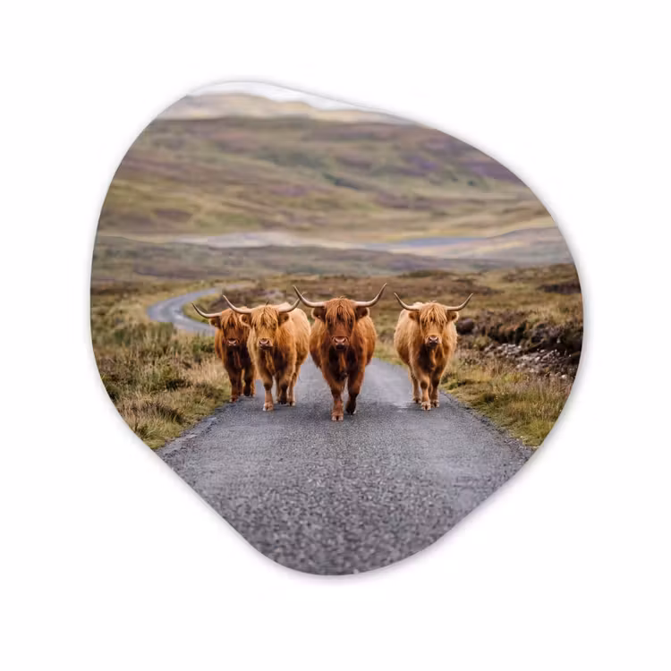 Organisch schilderij - Forex - Schotse Hooglanders - Weg - Landschap - Kudde — 1