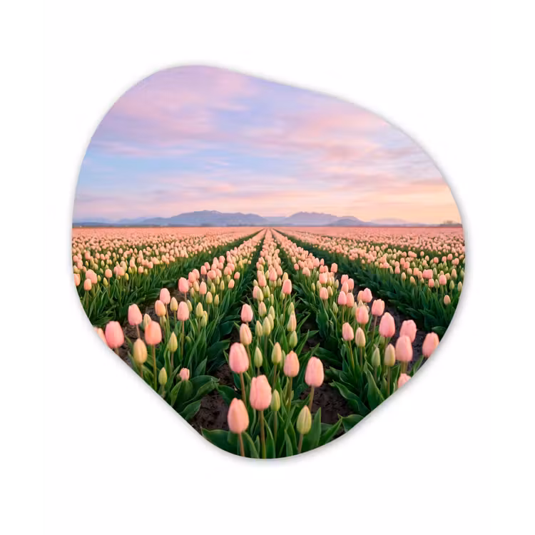 Organisch schilderij - Forex - Tulpen - Landschap - Roze — 1
