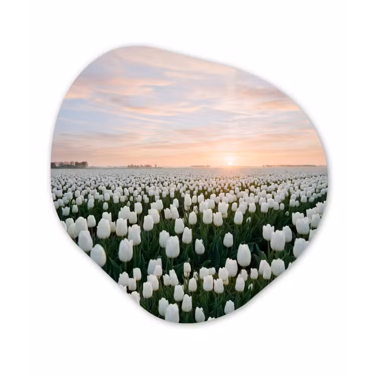 Organisch schilderij - Forex - Tulpen - Landschap - Wit — 1