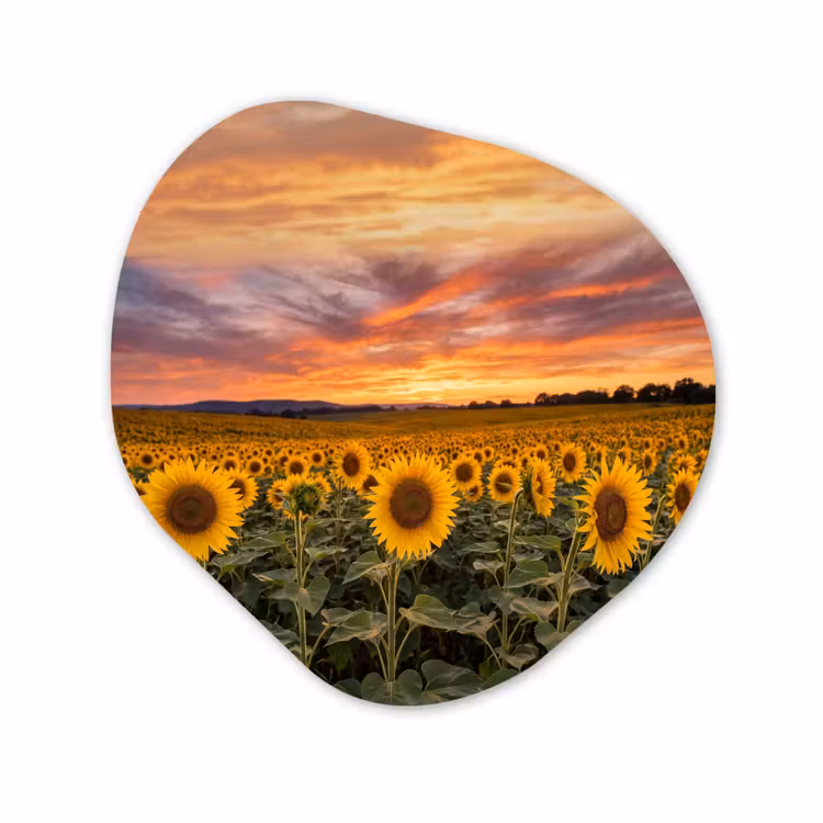 Organisch schilderij - Forex - Zonnebloemen - Heuvellandschap - Geel — 1