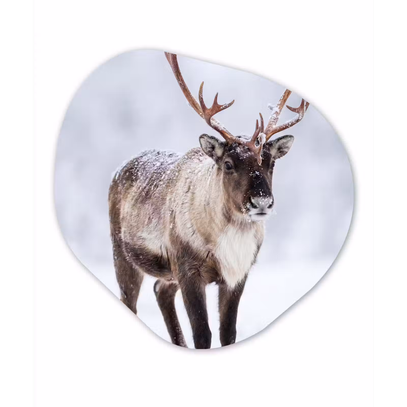 Organisch schilderij - Forex - Rendier - Gewei - Toendra - Sneeuw - Wild — 1