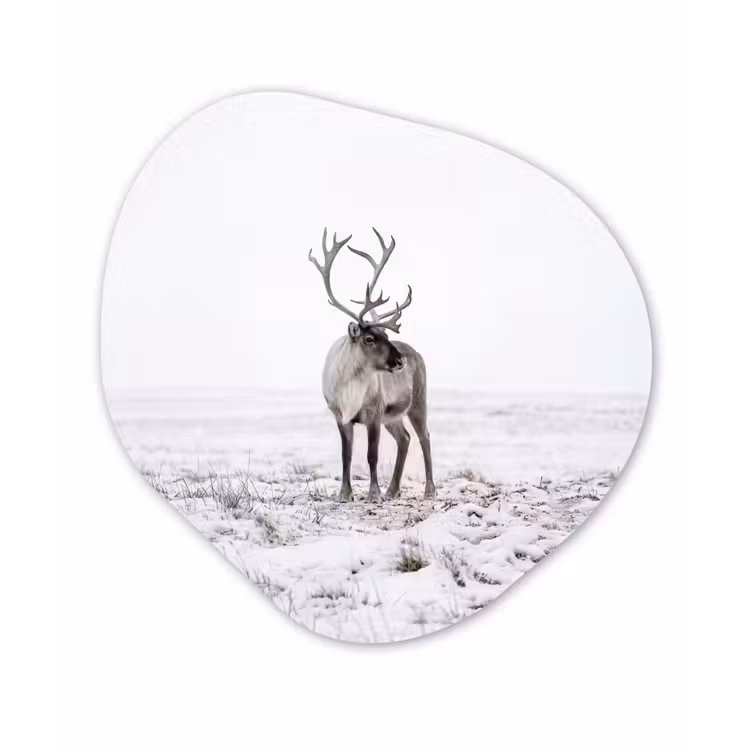 Organisch schilderij - Forex - Rendier - Gewei - Sneeuw - Winter — 1