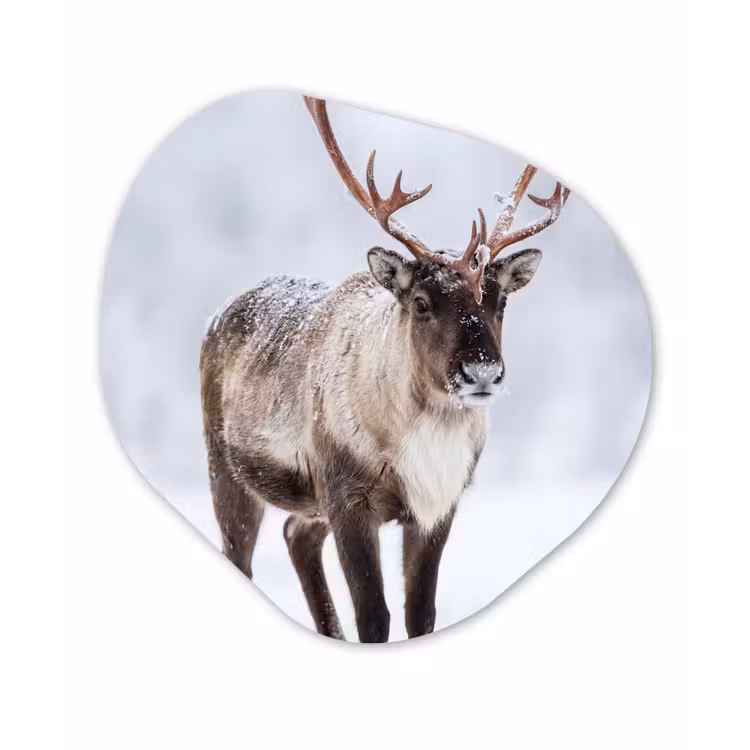 Organisch schilderij - Forex - Rendier - Gewei - Toendra - Sneeuw - Wild — 1