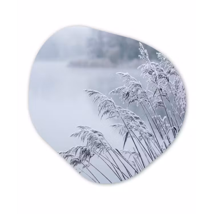 Organisch schilderij - Forex - Riet - Bevroren - Winter - Natuur — 1