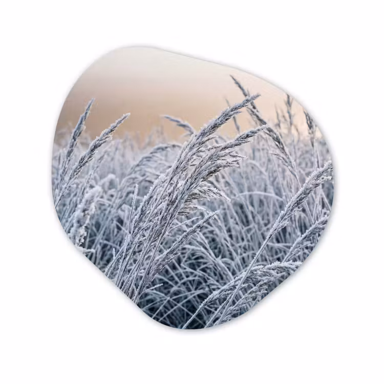 Organisch schilderij - Forex - Rijp - Gras - Kristallen - Winter - Minimalistisch — 1