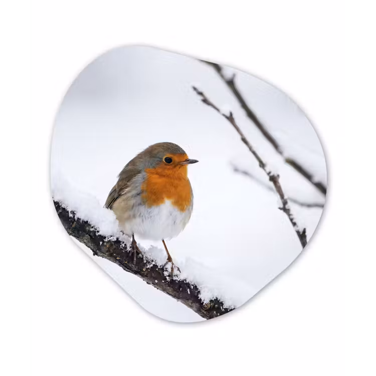 Organisch schilderij - Forex - Roodborstje - Tak - Sneeuw - Winter - Levendig — 1