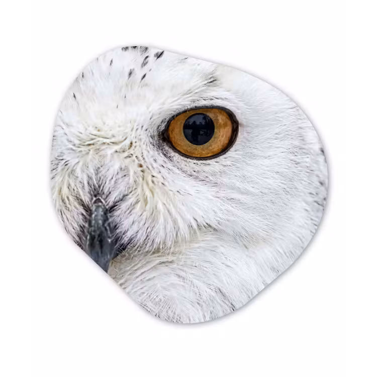 Organisch schilderij - Forex - Sneeuwuil - Oog - Wildlife - Wit — 1