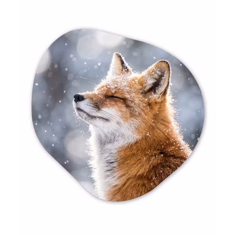 Organisch schilderij - Forex - Vos - Sneeuwval - Portret - Winter - Sfeervol — 1