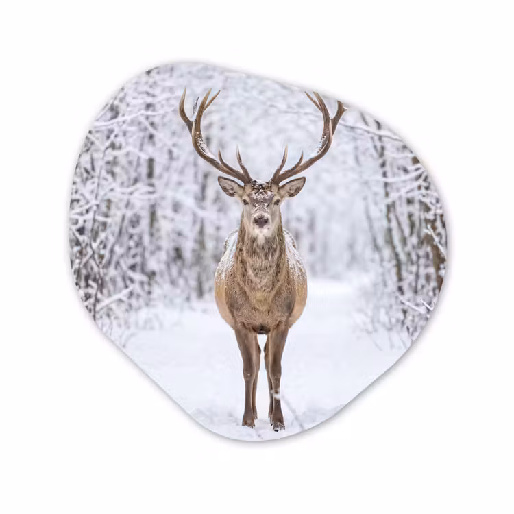 Organische vorm aluminium - Hert - Winter - Bos - Natuur - Wit — 1