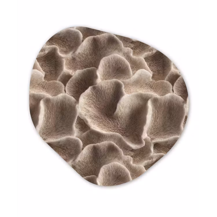 Organisch schilderij - Forex - Waaiervorm - Beige - Vezel textuur — 1