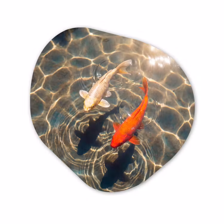 Organisch schilderij - Forex - Vis - Water - Dieren - Oranje - Goud — 1